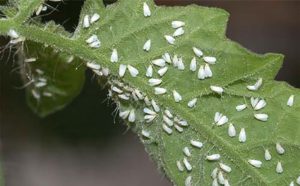 mosca blanca